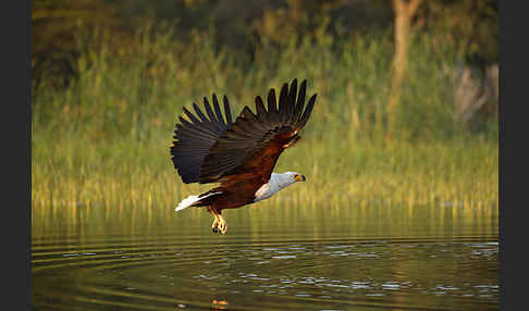 Schreiseeadler (Haliaeetus vocifer)