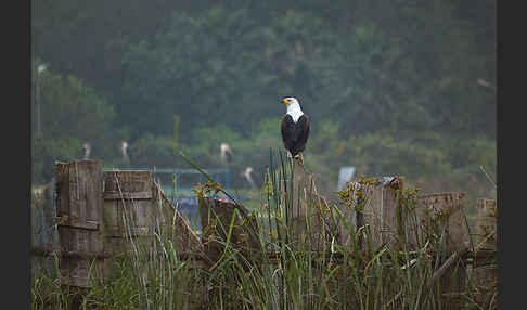 Schreiseeadler (Haliaeetus vocifer)