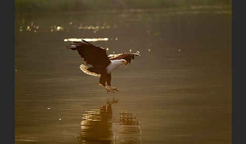 Schreiseeadler (Haliaeetus vocifer)