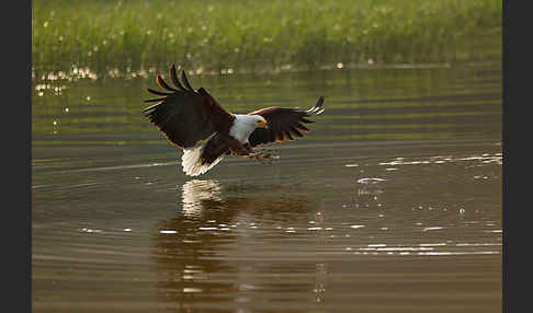 Schreiseeadler (Haliaeetus vocifer)