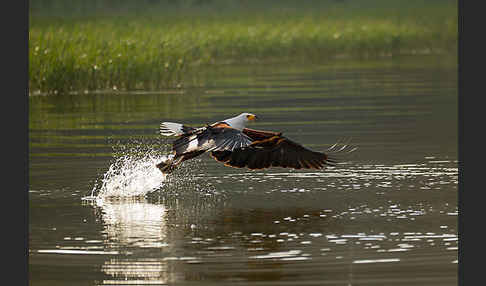 Schreiseeadler (Haliaeetus vocifer)