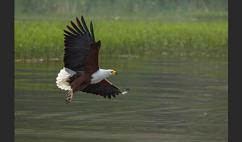 Schreiseeadler (Haliaeetus vocifer)