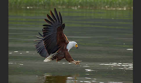 Schreiseeadler (Haliaeetus vocifer)