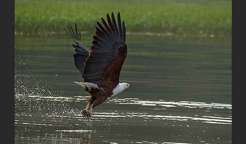 Schreiseeadler (Haliaeetus vocifer)