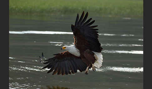 Schreiseeadler (Haliaeetus vocifer)