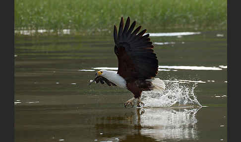 Schreiseeadler (Haliaeetus vocifer)