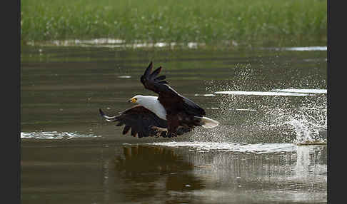 Schreiseeadler (Haliaeetus vocifer)