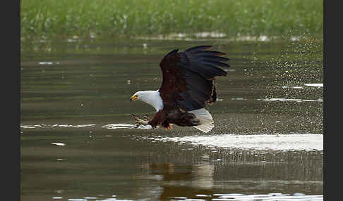 Schreiseeadler (Haliaeetus vocifer)