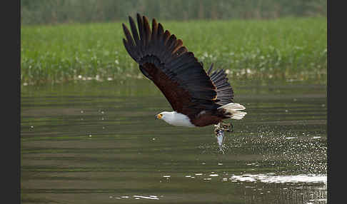 Schreiseeadler (Haliaeetus vocifer)