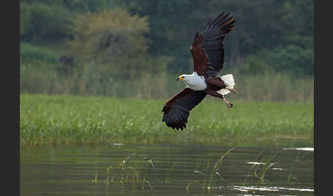 Schreiseeadler (Haliaeetus vocifer)