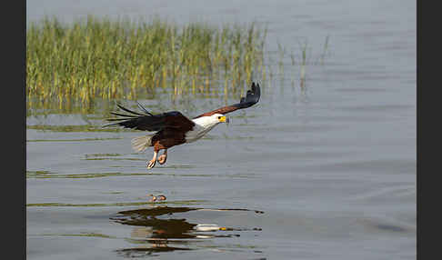 Schreiseeadler (Haliaeetus vocifer)