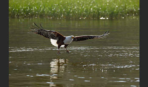 Schreiseeadler (Haliaeetus vocifer)