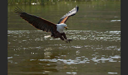 Schreiseeadler (Haliaeetus vocifer)