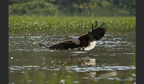 Schreiseeadler (Haliaeetus vocifer)