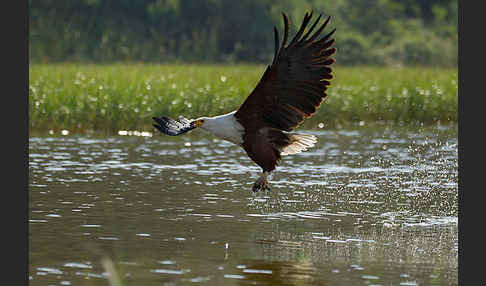 Schreiseeadler (Haliaeetus vocifer)