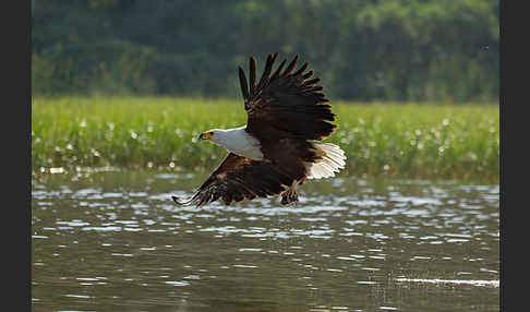 Schreiseeadler (Haliaeetus vocifer)