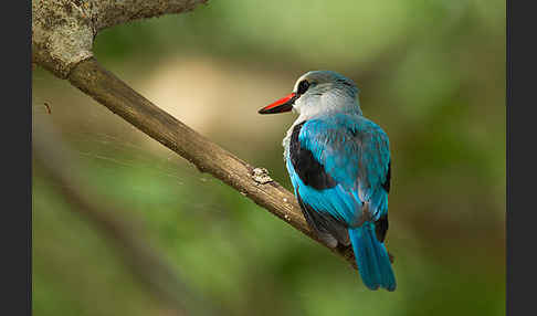 Senegalliest (Halcyon senegalensis)