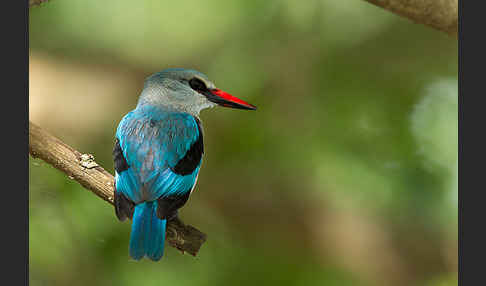 Senegalliest (Halcyon senegalensis)