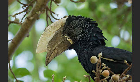 Silberwangen-Hornvogel (Bycanistes brevis)