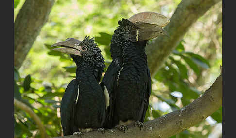 Silberwangen-Hornvogel (Bycanistes brevis)