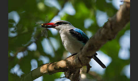 Senegalliest (Halcyon senegalensis)