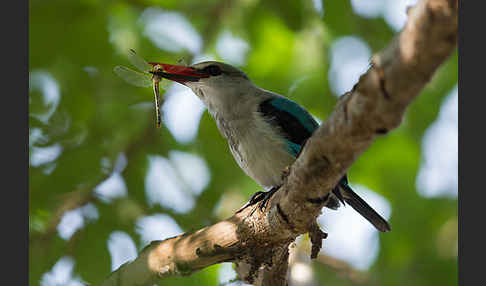 Senegalliest (Halcyon senegalensis)