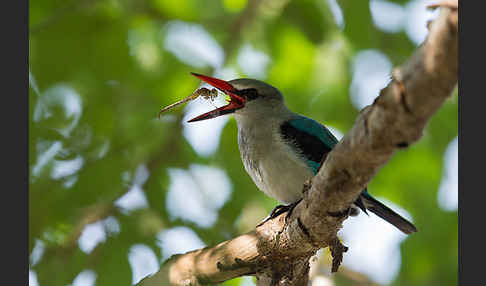 Senegalliest (Halcyon senegalensis)