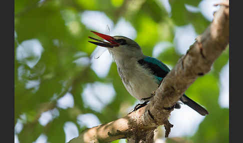 Senegalliest (Halcyon senegalensis)