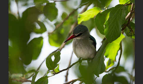 Senegalliest (Halcyon senegalensis)