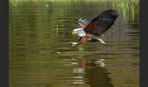 Schreiseeadler (Haliaeetus vocifer)