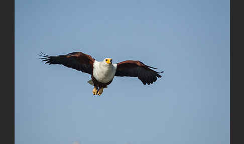 Schreiseeadler (Haliaeetus vocifer)