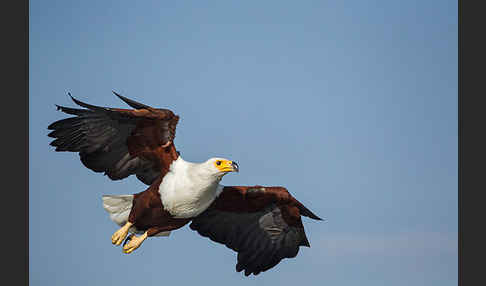 Schreiseeadler (Haliaeetus vocifer)