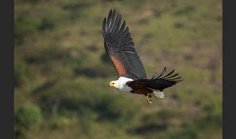 Schreiseeadler (Haliaeetus vocifer)