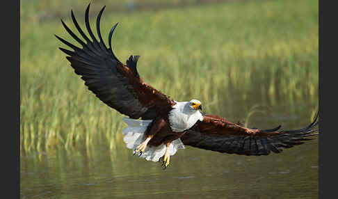 Schreiseeadler (Haliaeetus vocifer)