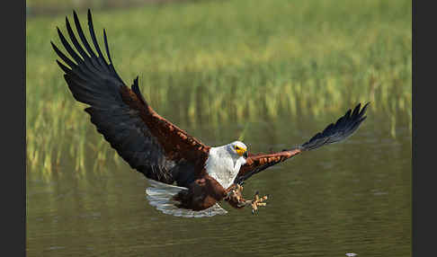 Schreiseeadler (Haliaeetus vocifer)