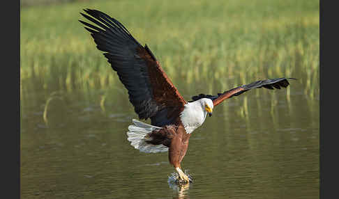 Schreiseeadler (Haliaeetus vocifer)