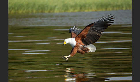 Schreiseeadler (Haliaeetus vocifer)