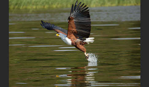 Schreiseeadler (Haliaeetus vocifer)