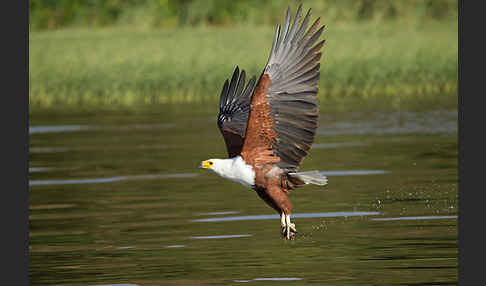 Schreiseeadler (Haliaeetus vocifer)