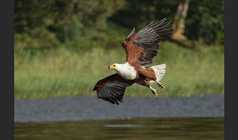 Schreiseeadler (Haliaeetus vocifer)