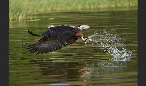 Schreiseeadler (Haliaeetus vocifer)