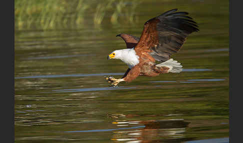 Schreiseeadler (Haliaeetus vocifer)