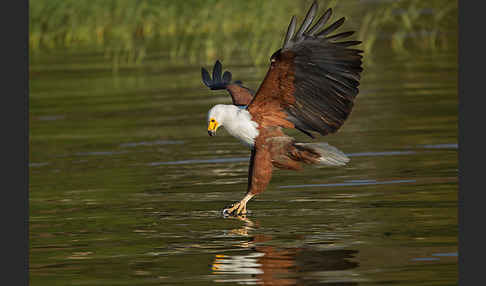 Schreiseeadler (Haliaeetus vocifer)