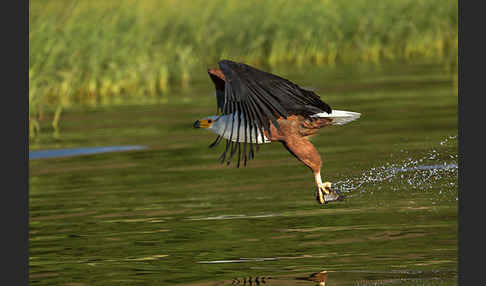 Schreiseeadler (Haliaeetus vocifer)