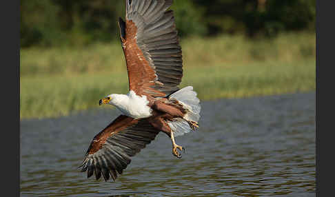 Schreiseeadler (Haliaeetus vocifer)