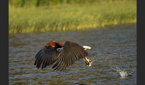 Schreiseeadler (Haliaeetus vocifer)