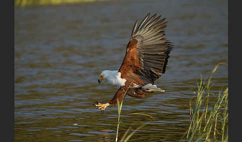 Schreiseeadler (Haliaeetus vocifer)