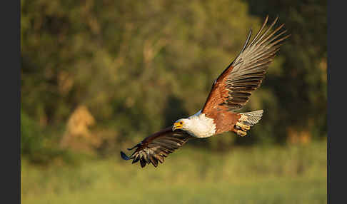 Schreiseeadler (Haliaeetus vocifer)