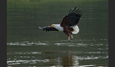 Schreiseeadler (Haliaeetus vocifer)