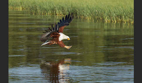 Schreiseeadler (Haliaeetus vocifer)